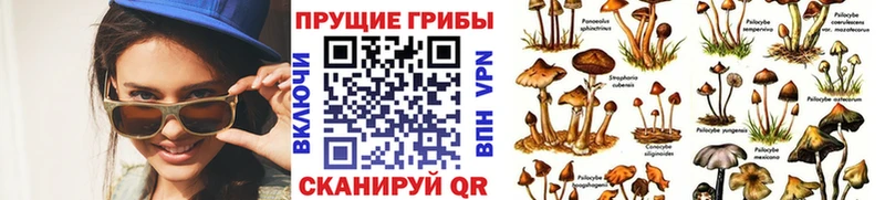 ссылка на мегу как зайти  Котельники  Псилоцибиновые грибы Magic Shrooms 
